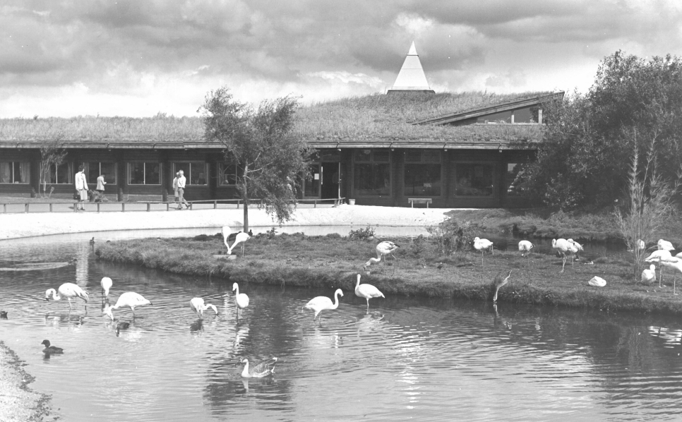 Greater Flamingos at WWT Martin Mere.jpg